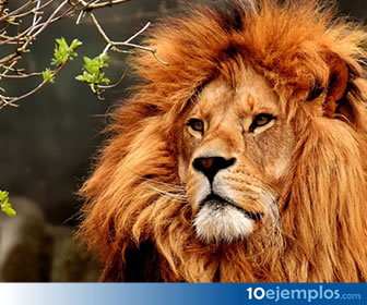 El león es un carnívoro depredador.