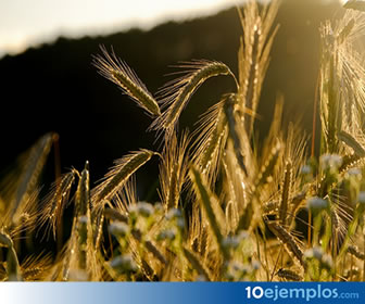 El trigo es un cereal que se cosecha en color dorado.
