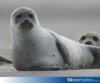 Las focas son mamíferos marinos.