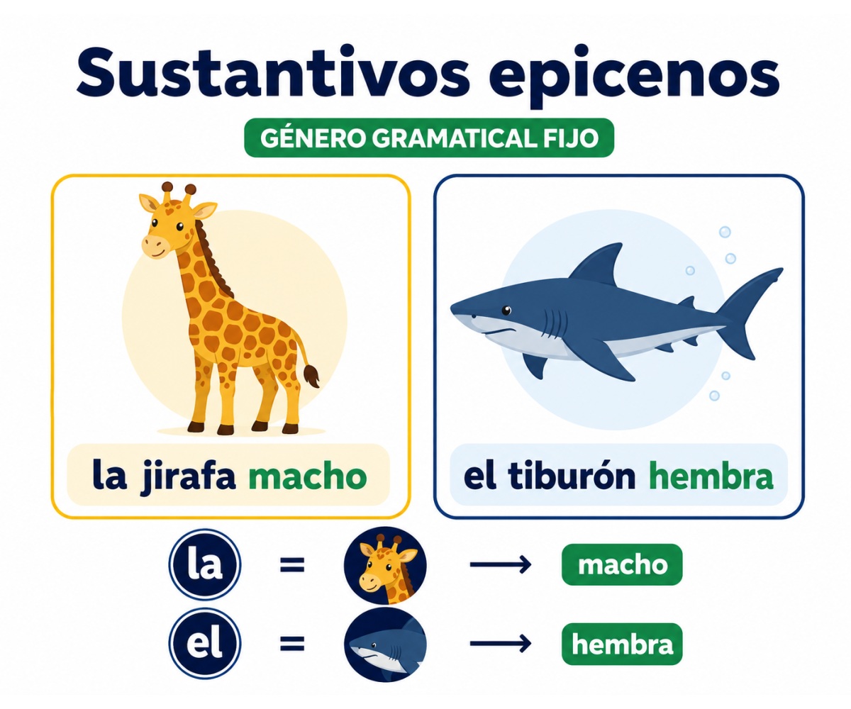 Infografía que muestra el género gramatical fijo en la jirafa macho y el tiburón hembra.